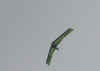 DSCN0596.JPG (51411 Byte)